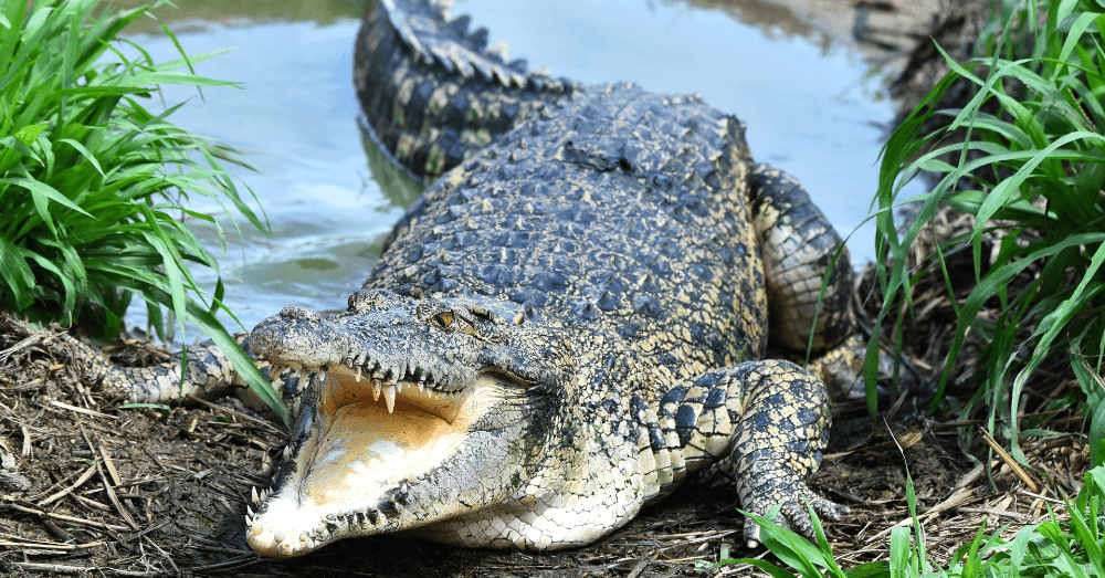 Stay Safe: What to Do in a Gator Encounter