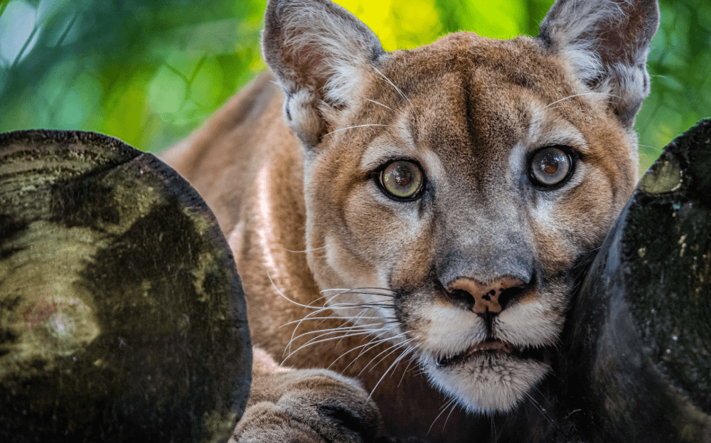 Man vs. Wildlife: The Strangest Animal Encounters You Won’t Believe