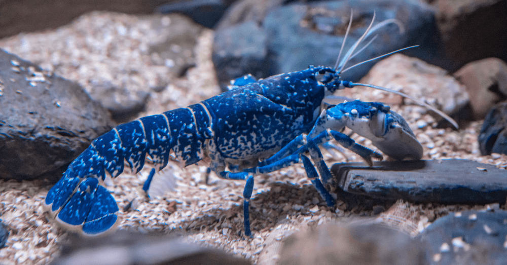 The Strangest Animal Mutations You Won’t Believe Exist