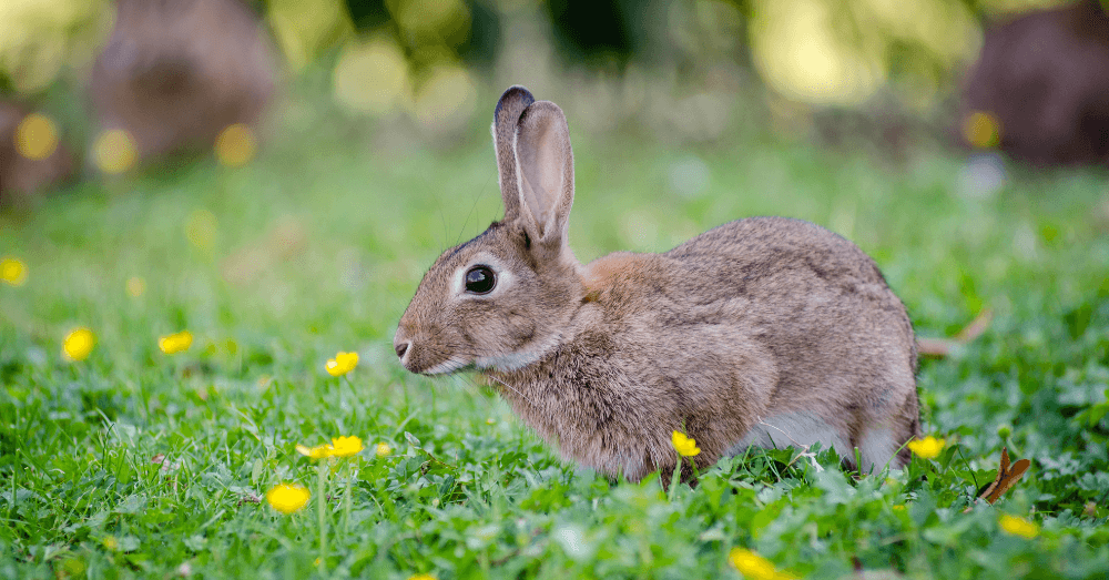 Danish Zoo Asks Public to Donate Pets as Predator Food