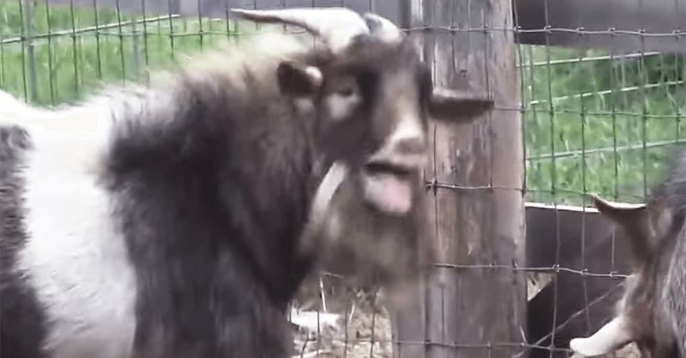 Maine Police Rush to Save 'Screaming Woman' – Find Very Dramatic Goat Instead