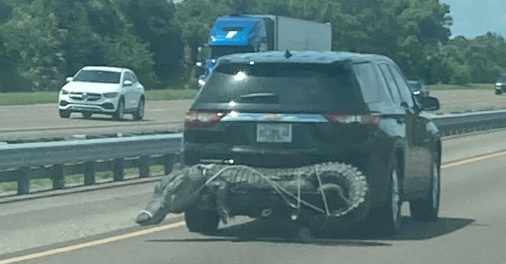 dead alligator on car roof